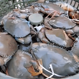 Crab Fish Price in Bangladesh | কাঁকড়া মাছের দাম ২০২৫
