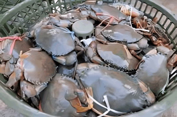 Crab Fish Price in Bangladesh | কাঁকড়া মাছের দাম ২০২৫