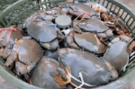 কাঁকড়া মাছ দাম বাংলাদেশ ২০২৫ – Crab Fish Price in BD