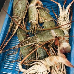 Lobster Price in Bangladesh 2025 | ১ কেজি লবস্টার হোলসেল ও খুচরা দাম