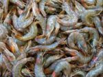 Local Shrimp Fish 1kg Price in Bangladesh 2025 | দেশি চিংড়ি মাছের দাম