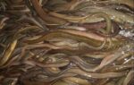 Quicha Fish 1kg Price in Bangladesh | কুইচা মাছের দাম ২০২৫ 