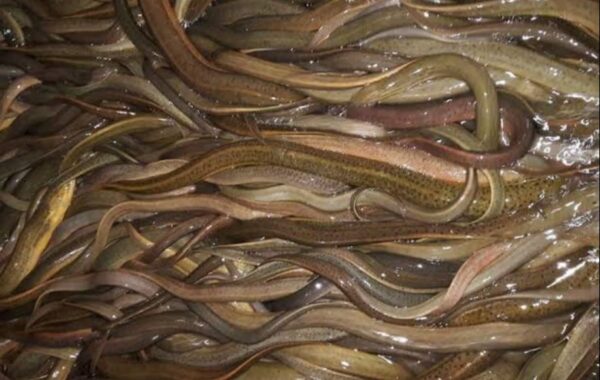 Quicha Fish 1kg Price in Bangladesh | কুইচা মাছের দাম ২০২৫