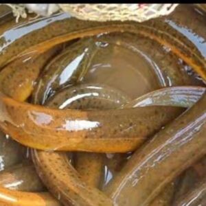 Quicha Fish 1kg Price in Bangladesh | কুইচা মাছের দাম ২০২৫