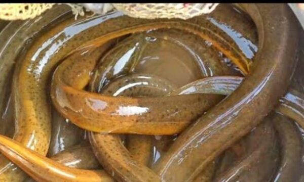 Quicha Fish 1kg Price in Bangladesh | কুইচা মাছের দাম ২০২৫