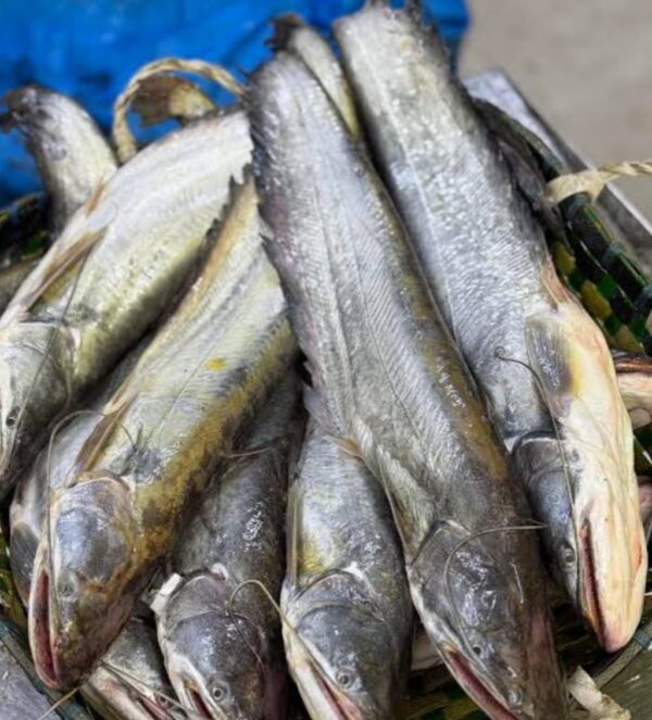 Boal Bring River Boal Fish 2kg Price | নদীর বোয়াল মাছ ২ কেজি ±