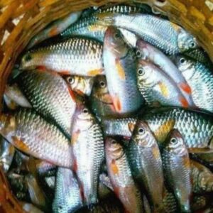 River Puti Fish Price in Bangladesh 2025 | নদীর পুঁটি মাছ ১ কেজির দাম