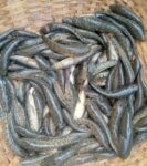 River Taki Fish 1kg Price in Bangladesh | আসল নদীর টাকি মাছ দাম ২০২৫


