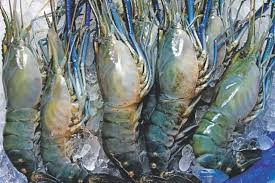 Price of Lobster 1 kg