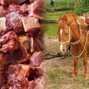Horse meat 1 kg price in Bangladesh