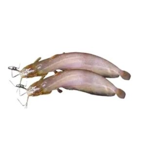 Shing-Fish-Processed-±30-gm1-kg-price-in-Bangladesh