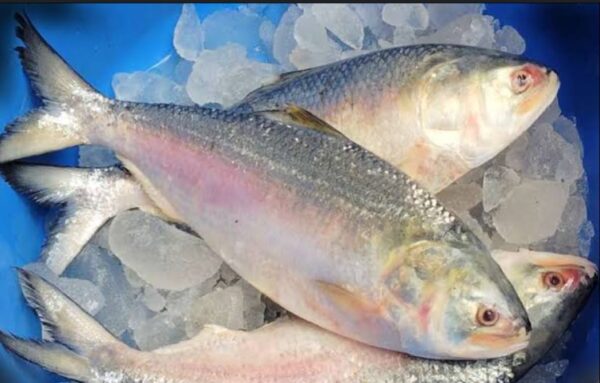 Hilsa Fish Price in Bangladesh 2025 | 400g to 1kg ± ইলিশ মাছের দাম