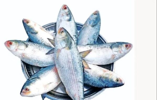 Hilsa Fish Price in Bangladesh 2025 | 400g to 1kg ± ইলিশ মাছের দাম