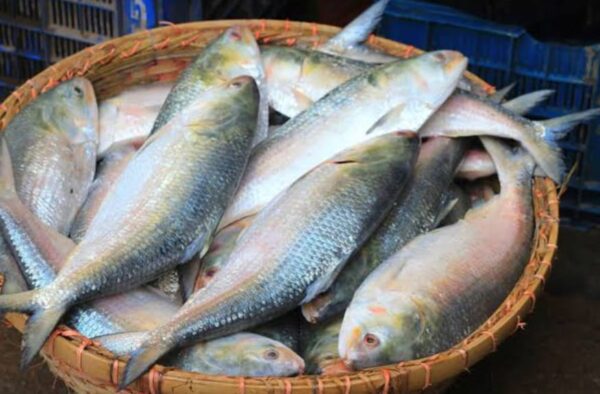 Hilsa Fish Price in Bangladesh 2025 | 400g to 1kg ± ইলিশ মাছের দাম