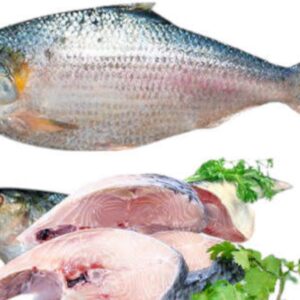Hilsa Fish Price in Bangladesh  | 400g to 1kg ± ইলিশ মাছের দাম