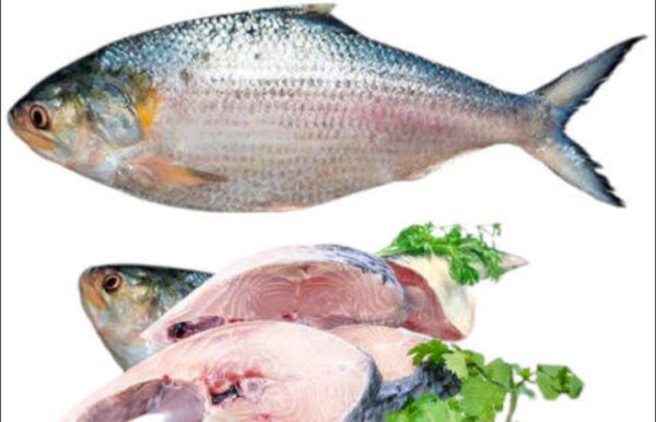 Hilsa Fish Price in Bangladesh  | 400g to 1kg ± ইলিশ মাছের দাম