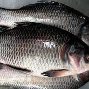 Catla Fish After Cutting ±70 gm 1.5 kg price