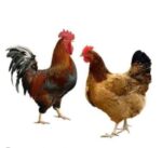  Live Cock Chicken 900 gm – দেশি মুরগি মাংস বাংলাদেশ