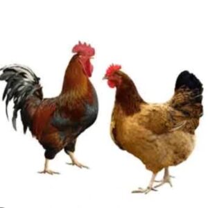 Live Cock Chicken 900 gm Price in Bangladesh | দেশি মুরগি মাংস দাম