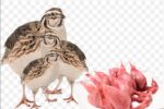 Quail Bird Meat Price in Bangladesh 2025 | কোয়েল পাখির মাংস হোলসেল ও খুচরা দাম 