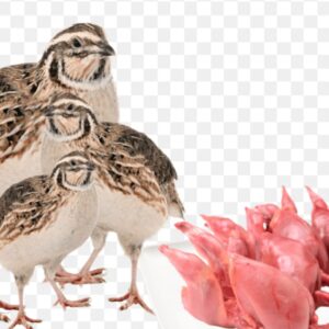 Quail Bird Meat Price in Bangladesh 2025 | কোয়েল পাখির মাংস হোলসেল ও খুচরা দাম