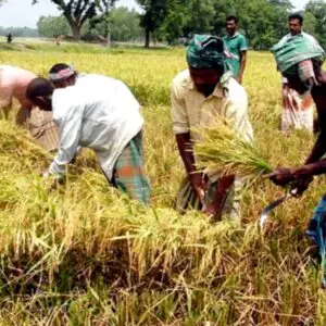 ধান কাটার শ্রমিক বুকিং সার্ভিস বাংলাদেশ