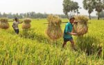 ধান কাটার শ্রমিক বুকিং সার্ভিস বাংলাদেশ