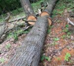 কাঠ কাটা সার্ভিস বাংলাদেশ শ্রমিক বুকিং