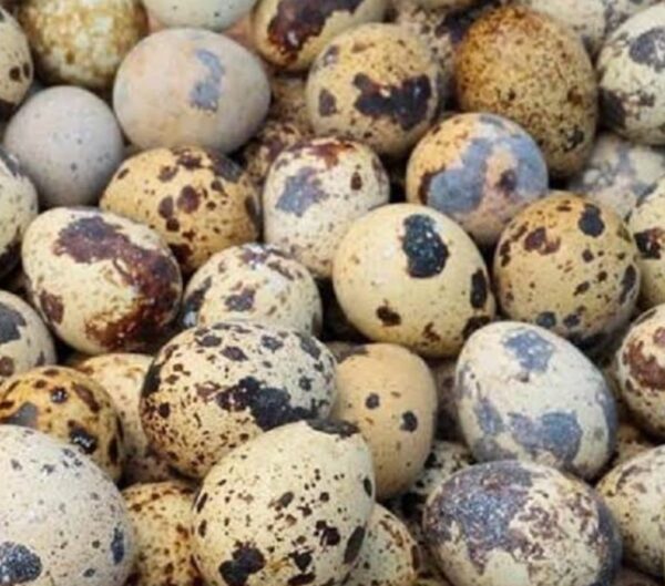 Quail Eggs 20pcs Price in Bangladesh | কোয়েল ডিম ২০ পিস দাম ২০২৫