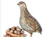 Quail Eggs 20pcs Price in Bangladesh | কোয়েল ডিম ২০ পিস দাম