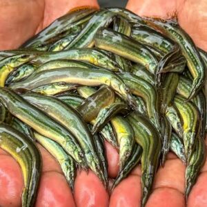 Tarabaim pona 10000pis hole sell price