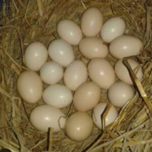 Country Chicken Eggs Price in Bangladesh – দেশি মুরগির ডজন ডিমের দাম
