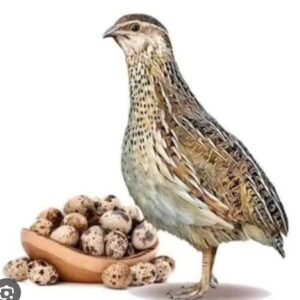 Quail eggs cost per dozen-কোয়েল পাখির ডিমের ডজনের দাম