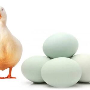 Deshi Duck Eggs Price in Bangladesh – দেশি হাঁসের ডিমের ডজনের দাম