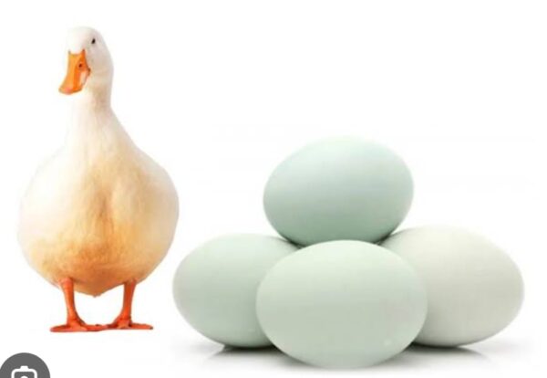 Deshi Duck Eggs Price in Bangladesh – দেশি হাঁসের ডিমের ডজনের দাম