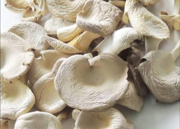 Dried Oyster Mushroom 1kg Price in Bangladesh | শুকনা ওয়েস্টার মাশরুম দাম ২০২৫