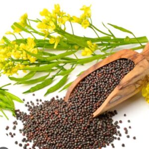 Mustard Seed 500g Price in Bangladesh | সরিষা দানা অর্ধ কেজি দাম