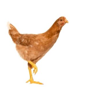 Live Cock Chicken Processed 900gm Price in Bangladesh | লাইভ কক মুরগি (প্রসেসড) দাম