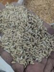 Canary Seeds – 1kg | বার্ড ফিড ও মানবভোজ্য সুপারগ্রেইন – হাই প্রোটিন, গ্লুটেন-ফ্রি ও অ্যান্টিঅক্সিডেন্ট সমৃদ্ধ