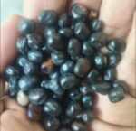 Organic Black Bean – 1kg | হাই প্রোটিন, হাই ফাইবার ও অ্যান্টিঅক্সিডেন্ট সমৃদ্ধ লিগিউম