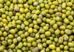 Organic Black Bean – 1kg | হাই প্রোটিন, হাই ফাইবার ও অ্যান্টিঅক্সিডেন্ট সমৃদ্ধ লিগিউম