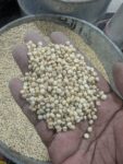 🌾 Sorghum (Sorghum bicolor) – 1kg | গ্লুটেন-ফ্রি প্রাকৃতিক দানাশস্য – ফাইবার রিচ, ডায়াবেটিক ফ্রেন্ডলি ও হার্ট হেলদি