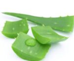 Aloe Vera Leaf | ঘৃতকুমারী পাতার দাম ও উপকারিতা বাংলাদেশে