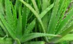 Aloe Vera Leaf | ঘৃতকুমারী পাতার দাম ও উপকারিতা বাংলাদেশে