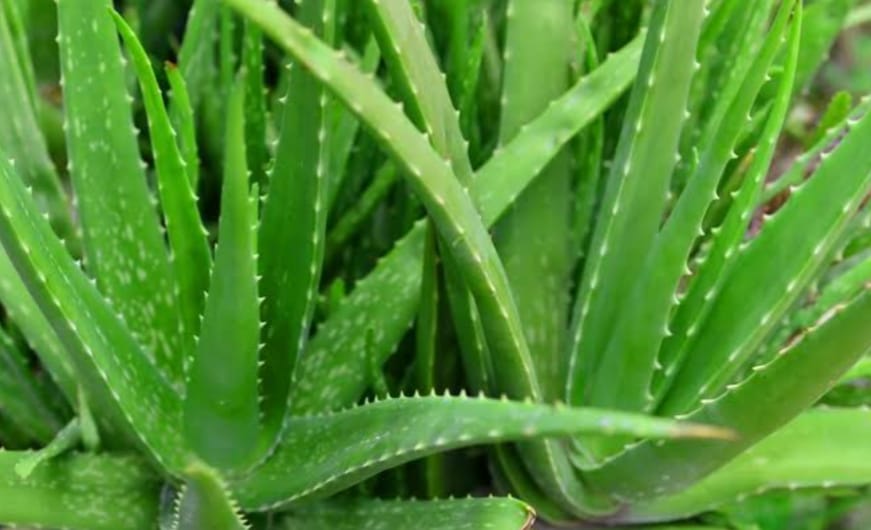 Aloe Vera Leaf | ঘৃতকুমারী পাতার দাম ও উপকারিতা বাংলাদেশে