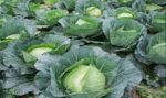 Badhakopi (Cabbage) 1 Piece | বাঁধাকপি দাম ও পুষ্টিগুণ বাংলাদেশে