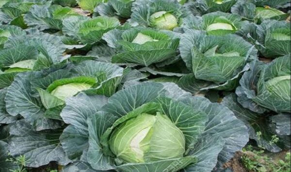 Badhakopi (Cabbage) 1 Piece | বাঁধাকপি দাম ও পুষ্টিগুণ বাংলাদেশে