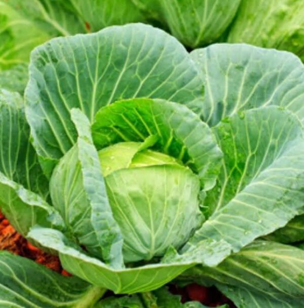 Badhakopi Pata (Chinese Cabbage Leaves) 150 gm+ | বাঁধাকপি পাতা দাম ও উপকারিতা বাংলাদেশে