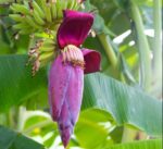 Banana Flower (Kolar Mocha) 1 pc | কলার মোচা দাম ও উপকারিতা বাংলাদেশে