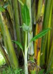 Banana Stem (Kolar Thor) 1 pc | কলার থোর দাম ও উপকারিতা বাংলাদেশে